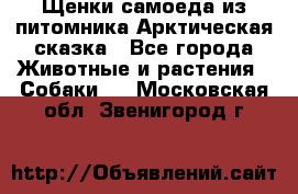 Щенки самоеда из питомника Арктическая сказка - Все города Животные и растения » Собаки   . Московская обл.,Звенигород г.